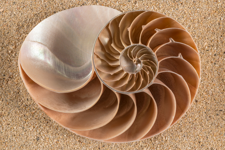 Nautilus Shell on sand